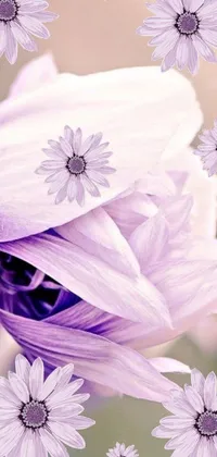 This phone live wallpaper features a close-up shot of vibrant purple flowers with soft focus effect, creating a dreamy and romantic visual experience