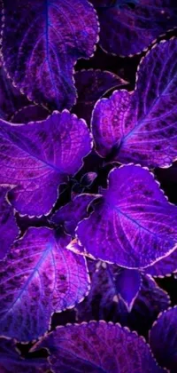 This phone live wallpaper features a captivating plant with purple leaves