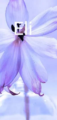 This phone live wallpaper boasts a beautiful close-up of a flower in a vase, captured in stunning macro photography