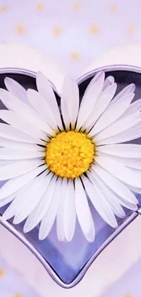 Looking for a fresh and unique live wallpaper? This one features a heart-shaped box with a giant white daisy flower as the centerpiece