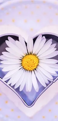 This heart-shaped bowl phone live wallpaper features the charming image of a delicate chamomile flower inside