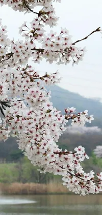 Flower Petal Spring Live Wallpaper