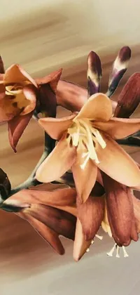 Flower Petal Tan Live Wallpaper