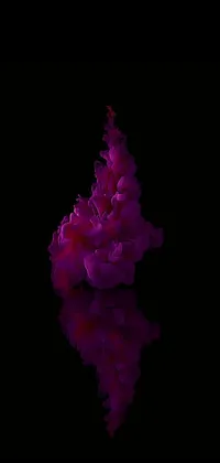Flower Petal Terrestrial Plant Live Wallpaper