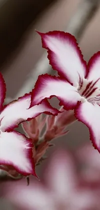 Flower Petal Terrestrial Plant Live Wallpaper