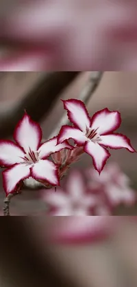 Flower Petal Twig Live Wallpaper