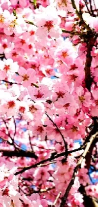 Enhance your phone's aesthetic with this beautiful live wallpaper featuring a stunning close-up of a tree bursting with pink Sakura blooms