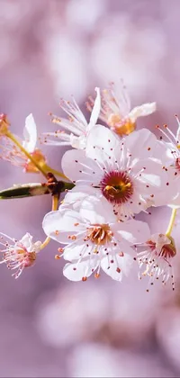 Decorate your phone screen with this stunning live wallpaper featuring close-up flowers on a tree in full bloom