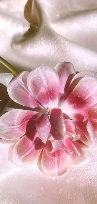 Flower Petal Window Live Wallpaper
