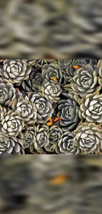 This beautiful phone live wallpaper captures a close up shot of a bunch of succulents, showcasing the intricate details of their beautiful foliage
