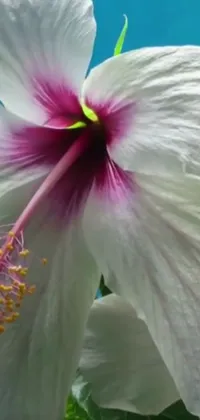 Flower Photograph Hawaiian Hibiscus Live Wallpaper