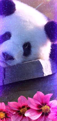 Panda Bear Live Wallpaper - free download