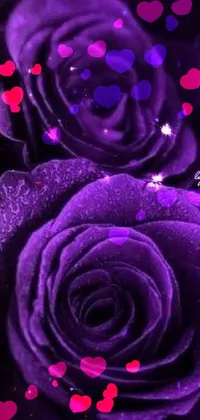 This vibrant live wallpaper depicts gorgeous purple roses with water droplets adorning each petal