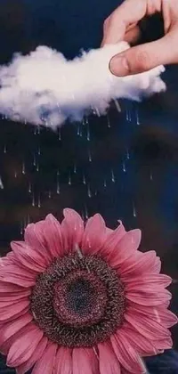 Flower Photograph Sky Live Wallpaper
