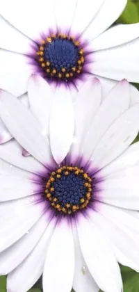 Flower Photograph White Live Wallpaper