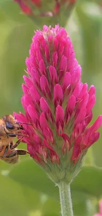 Flower Pink Invertebrate Live Wallpaper