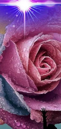 Flower Pink Rose Live Wallpaper