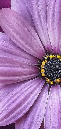Add a pop of color to your phone's screen with this stunning live wallpaper featuring a purple flower with a yellow center