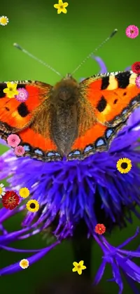 papillon Live Wallpaper