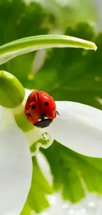 This magnificent phone wallpaper showcases a ladybug gracefully resting on a white flower surrounded by green leaves and dew drops on the petals