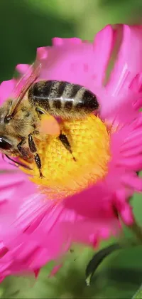 bee flower Live Wallpaper