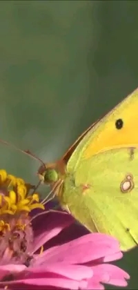 This stunning live wallpaper exhibits a yellow butterfly perched gracefully on a pink flower