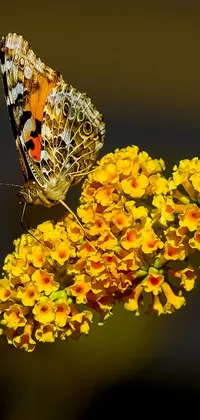 Looking for a beautiful live wallpaper for your phone? Look no further than this stunning option, featuring a gorgeous butterfly perched on a vibrant yellow flower