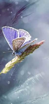 Flower Plant Arthropod Live Wallpaper