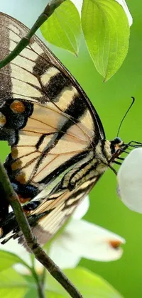 This mobile wallpaper showcases a breathtaking close up of a butterfly resting on a tree branch
