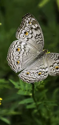 This stunning live wallpaper features a macro photograph of a gray butterfly, with nitid detailing and high resolution