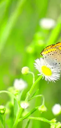 This charming live wallpaper flaunts a beautiful butterfly as it sits atop a pristine white flower that resembles chamomile