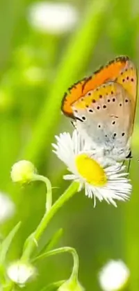 This phone live wallpaper showcases a stunning close-up view of a vibrant butterfly resting on a captivating flower