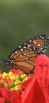 This live wallpaper for your phone depicts a stunning monarch butterfly perched on a red flower, captured in a close-up shot by a talented photographer