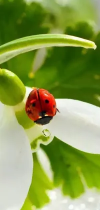This stunning live wallpaper features a delightful ladybug perched atop a lovely white flower