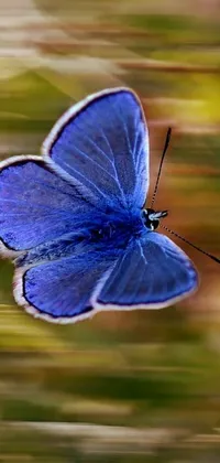 This phone live wallpaper showcases a beautiful close-up of a bright blue butterfly on a blurred background