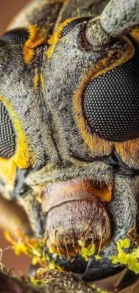 This phone live wallpaper features a hyperrealistic depiction of a colorful bug perched on a tree branch close-up