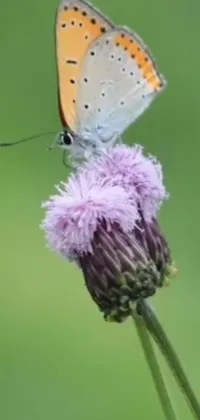 This stunning phone live wallpaper showcases the beauty of nature with a delicate butterfly perched on a purple flower