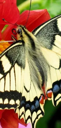 This <a href="/">phone live wallpaper</a> showcases a breathtaking close-up of a butterfly resting on a flower
