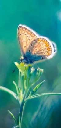 Enhance your phone's vibe with this captivating live wallpaper featuring a butterfly rejoicing on a flower