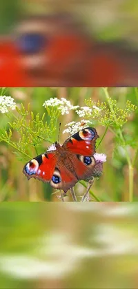 This phone live wallpaper features a stunning close-up of a butterfly perched on a flower in a meadow