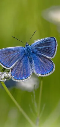 Flower Plant Arthropod Live Wallpaper