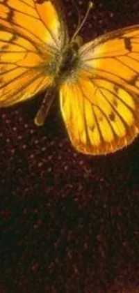 This phone live wallpaper depicts a beautiful butterfly sitting atop a yellow flower in a picturesque nature scene