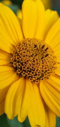 Flower Plant Bee Live Wallpaper