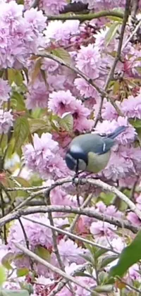 This phone live wallpaper features a stunning image of a blue bird sitting on a branch against a cottagecore flower garden background