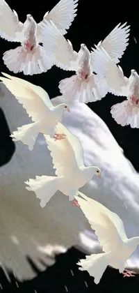 This live wallpaper features a serene illustration of a white bird, which resembles a dove, held in someone's hand