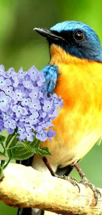 This phone live wallpaper features a stunningly realistic painting of a blue and yellow bird perched on a branch, set against a backdrop of purple flowers