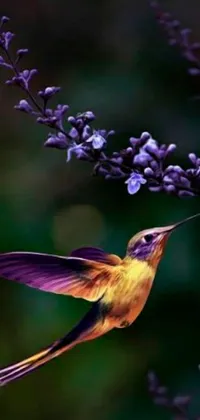 This live phone wallpaper showcases a charming hummingbird flying near a purple flower