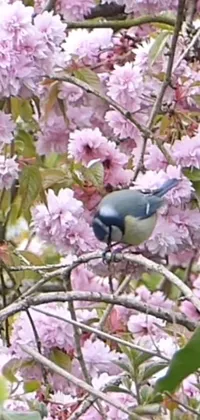 This charming live wallpaper features a beautiful blue bird perched atop a tree branch, set against a serene background of blooming flowers and lush greenery