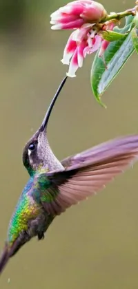 Looking for a stunning phone wallpaper? Check out this hummingbird and flower live wallpaper, showcasing a beautifully captured image of a multicoloured hummingbird in flight