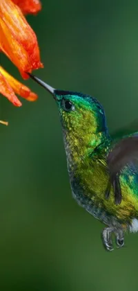 This live wallpaper showcases a digital rendering of a stunning green and blue hummingbird feeding from a vibrant flower